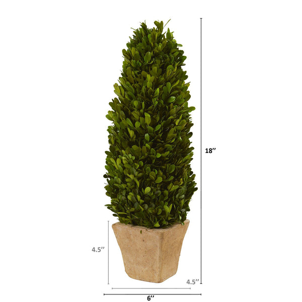 18” Boxwood Cone Preserved Plant in Planter