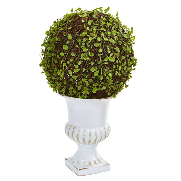 18” Mohlenbechia Ball Topiary in White Urn