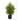 2’ Norfolk Island Pine “Natural Look” Artificial Christmas Tree in Decorative Planter