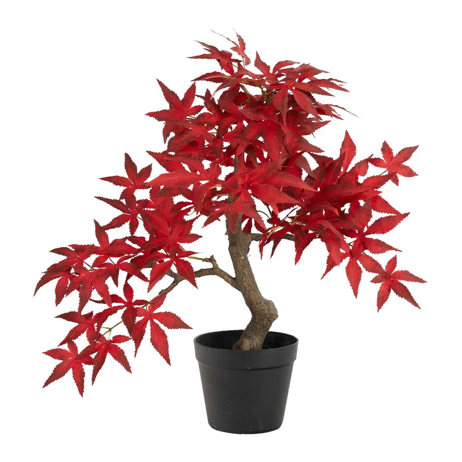 bonsai maple tree for sale 20” Autumn Maple Bonsai