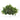 20” Mixed Ficus and Fittonia Artificial Ledge Plant