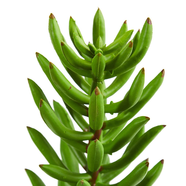 succulent spray 20” Succulent Spray Artificial Plant (Set of 6)