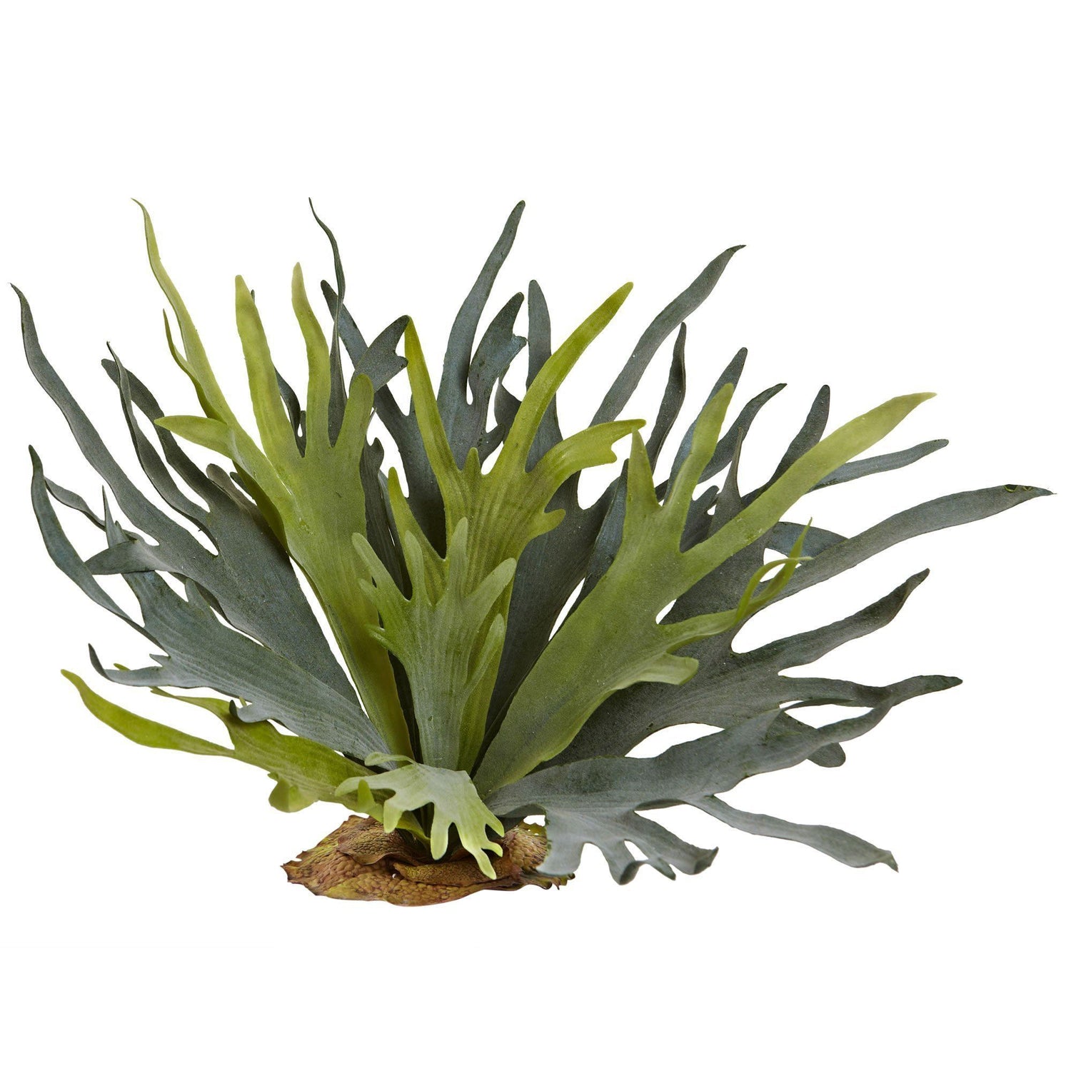 21” Staghorn Fern (Set of 2)