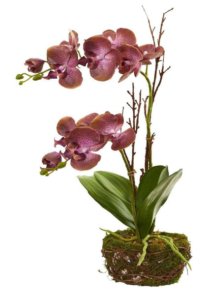 23” Chocolate Phalaenopsis Orchid Artificial Arrangement in Twig Basket