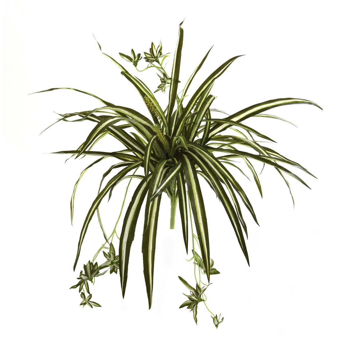 spider plant pictures 23” Spider Plant Bush (Set of 4)