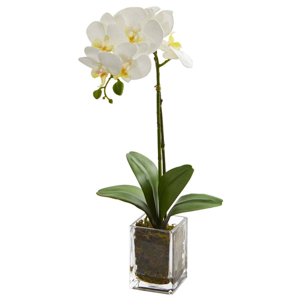 20” Orchid Phalaenopsis in vase