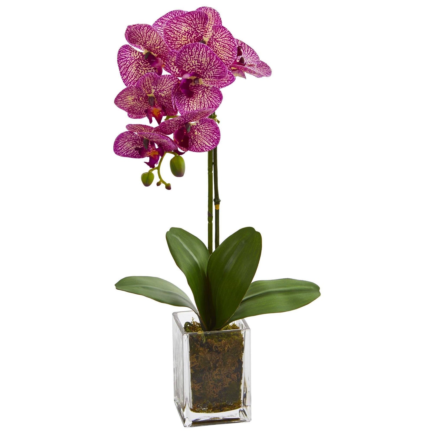 20” Orchid Phalaenopsis in vase