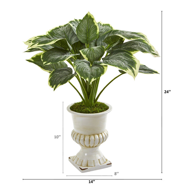 24” Variegated Hosta Artificial Plant in White Urn