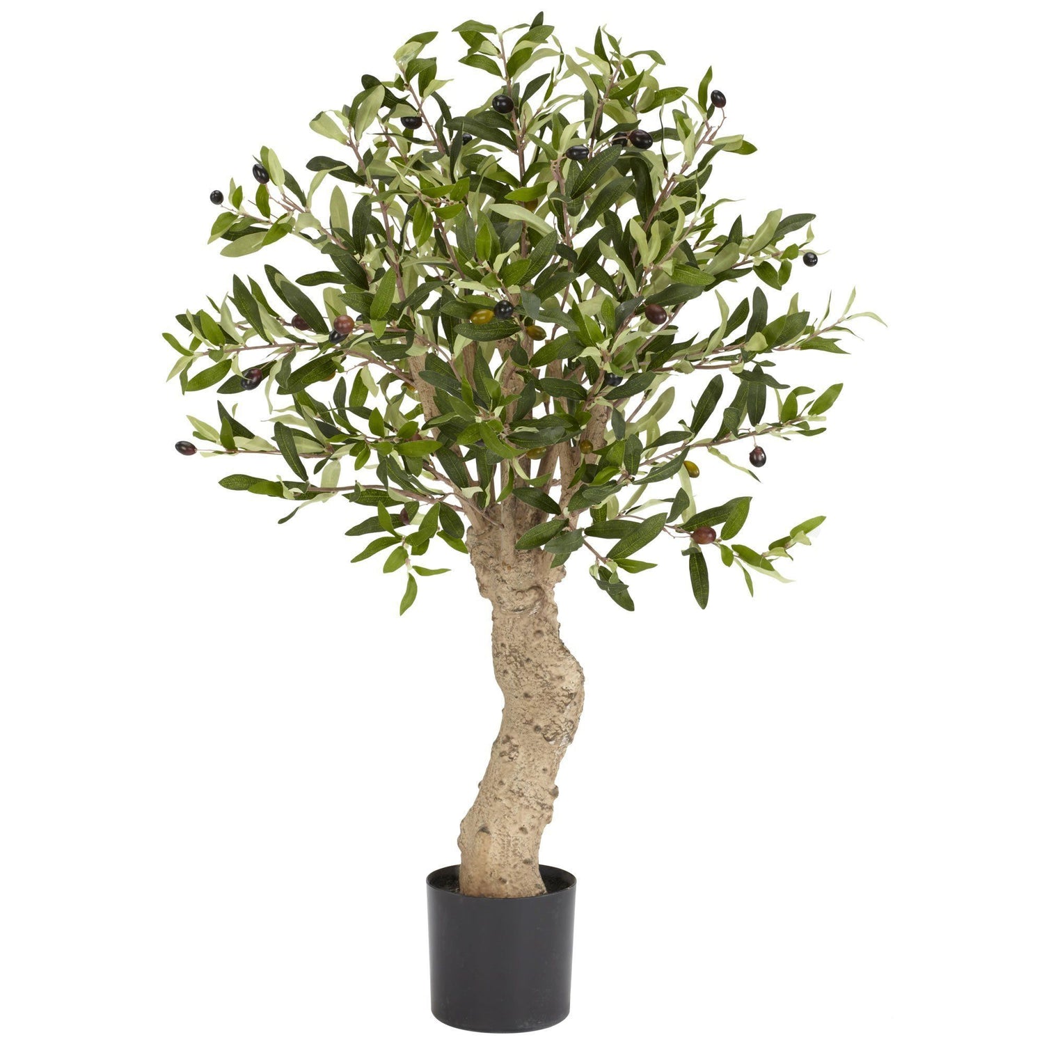 2.5' Olive Silk Tree