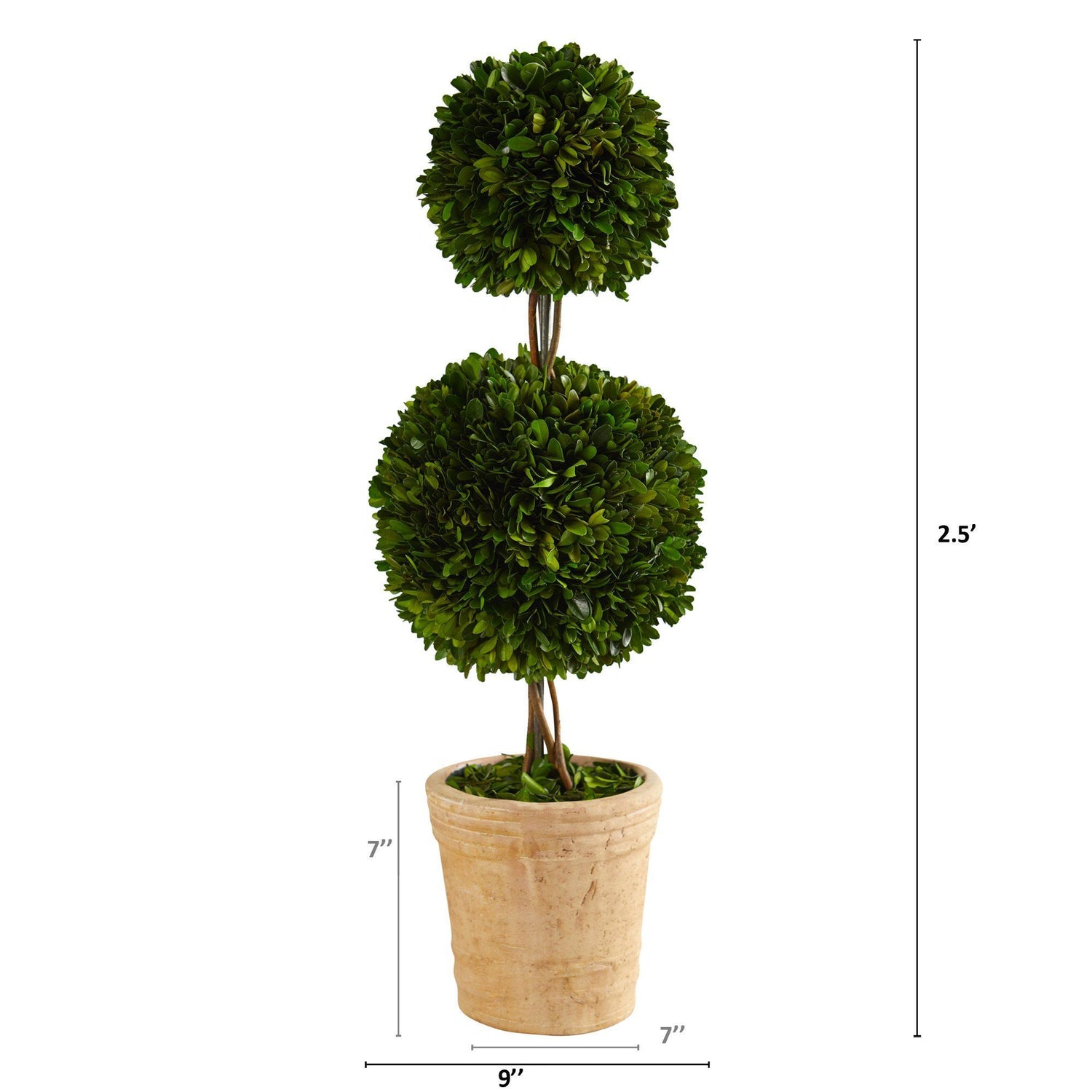 2.5’ Preserved Boxwood Double Ball Topiary Tree in Decorative Planter
