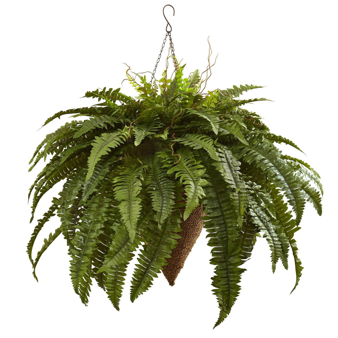 cone hanging planter Giant Boston Fern with Cone Hanging Basket