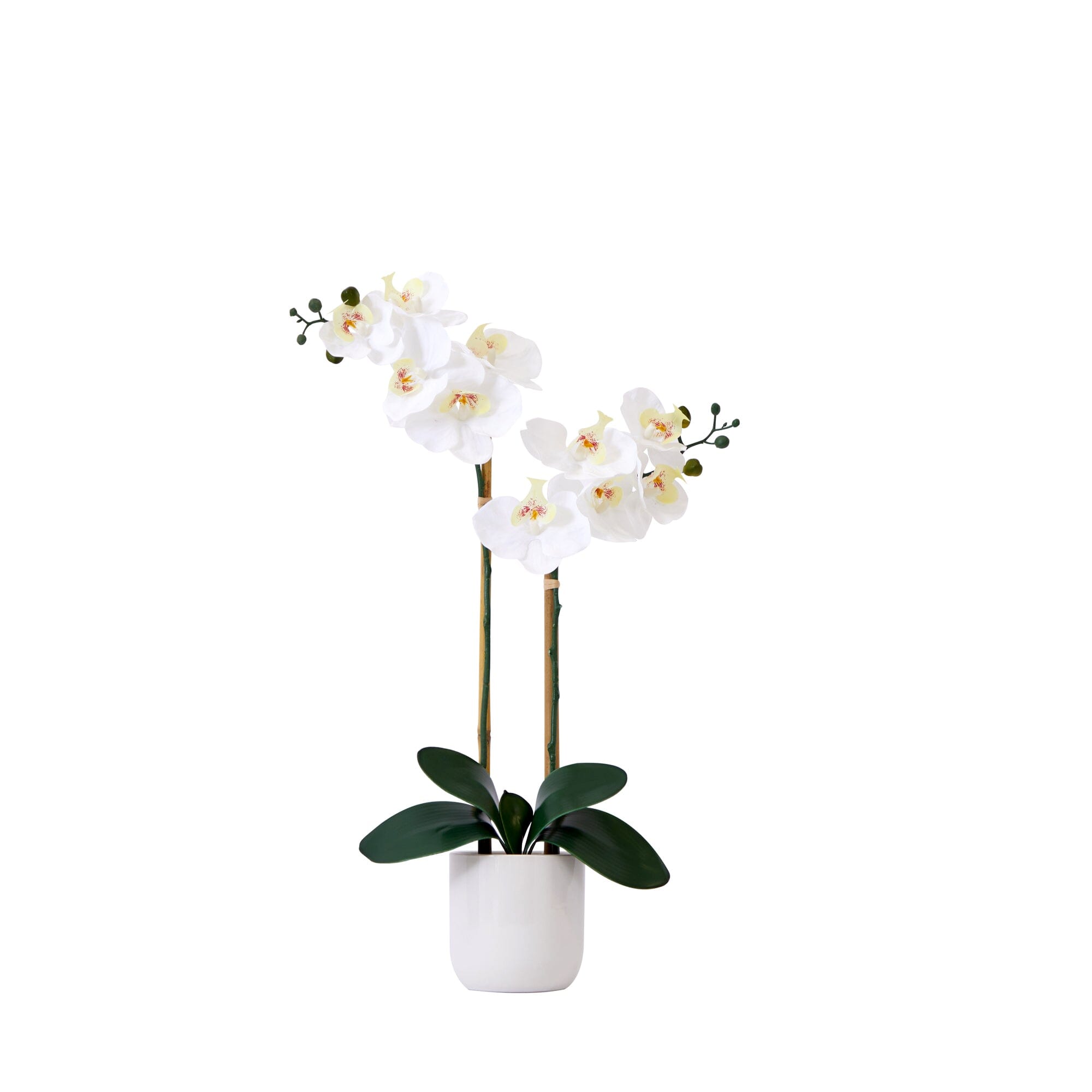 Silk orchids deals