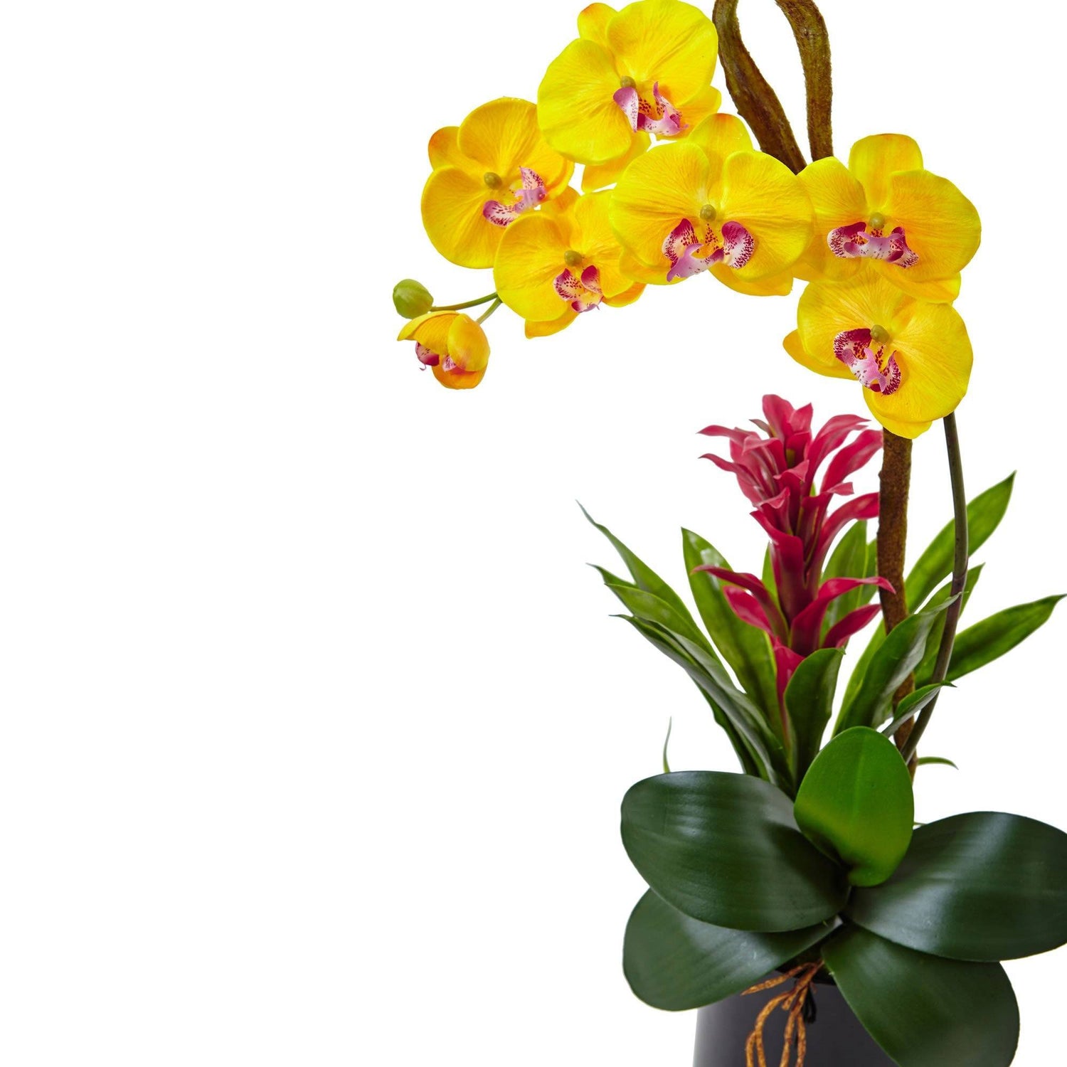 26” Orchid and Bromeliad in Glossy Black Cylinder