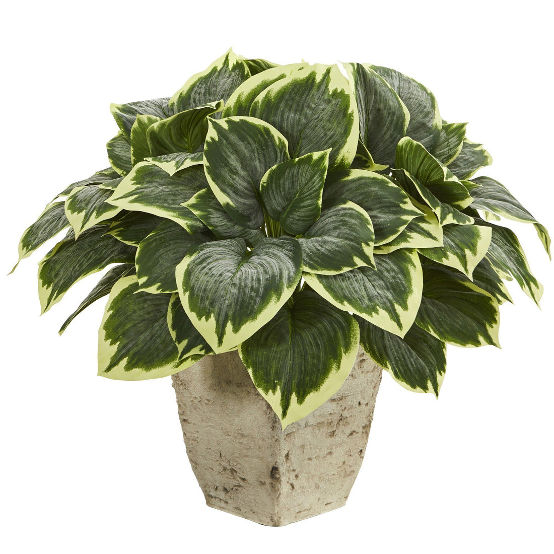hosta house plant 26” Variegated Hosta Artificial Plant in Country White Planter