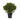 28” Peperomia Plant UV Resistant (Indoor/Outdoor)