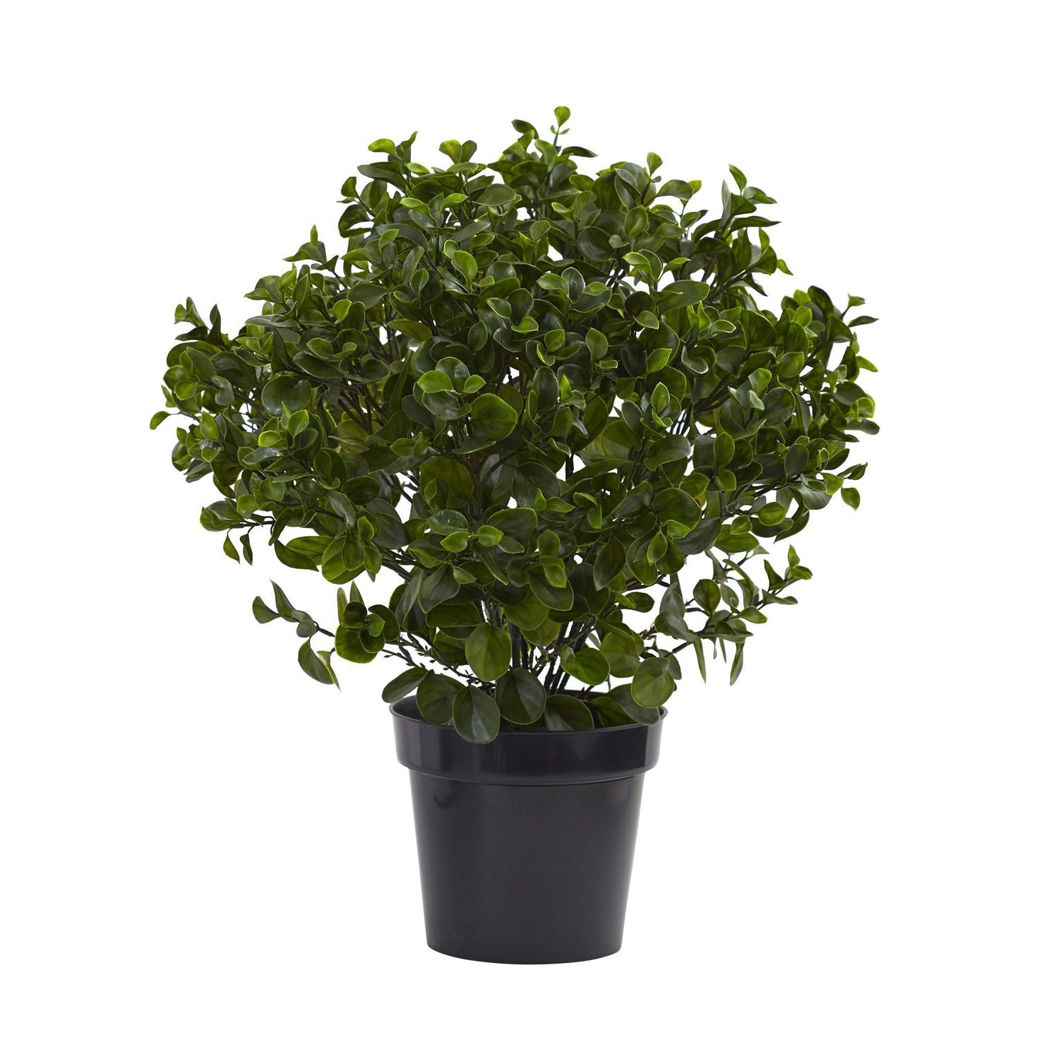 28” Peperomia Plant UV Resistant (Indoor/Outdoor)