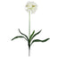 29" African Lily Stem (Set of 12)"