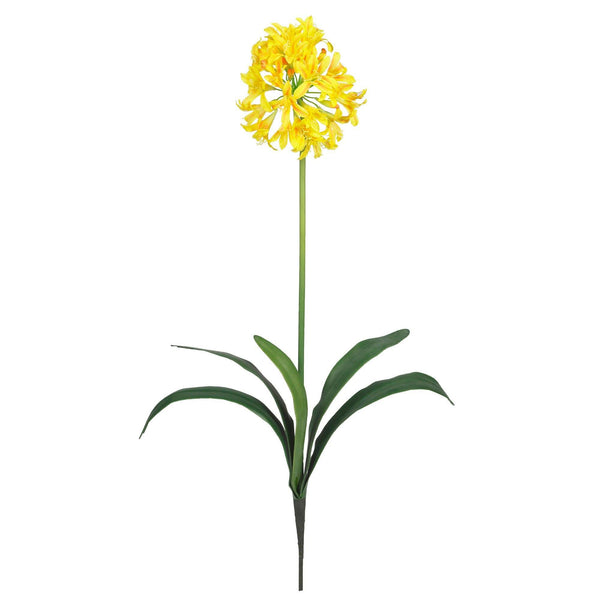 29" African Lily Stem (Set of 12)"