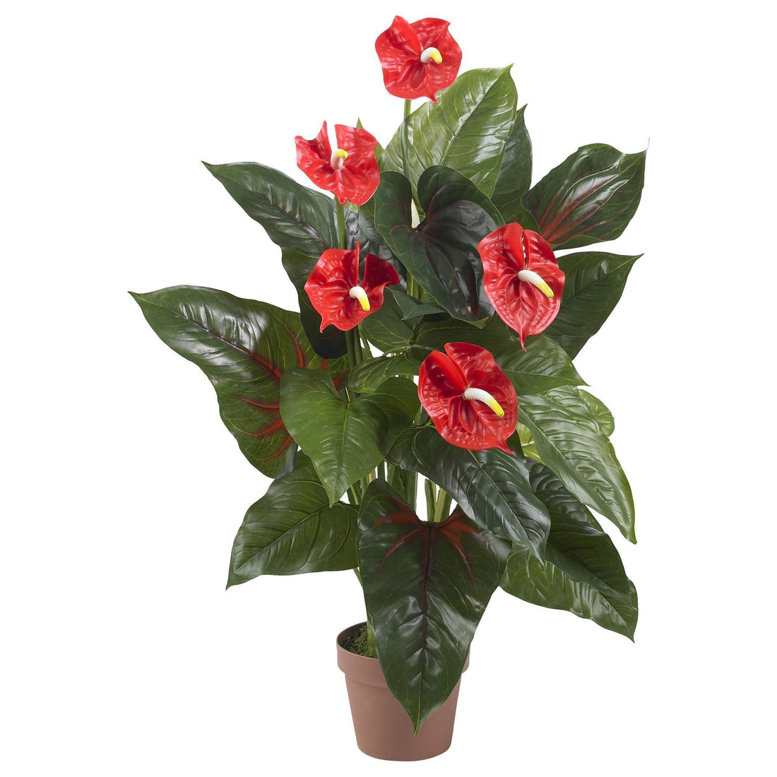 anthurium plant touch leaf and mouth 3’ Anthurium Silk Plant (Real Touch)