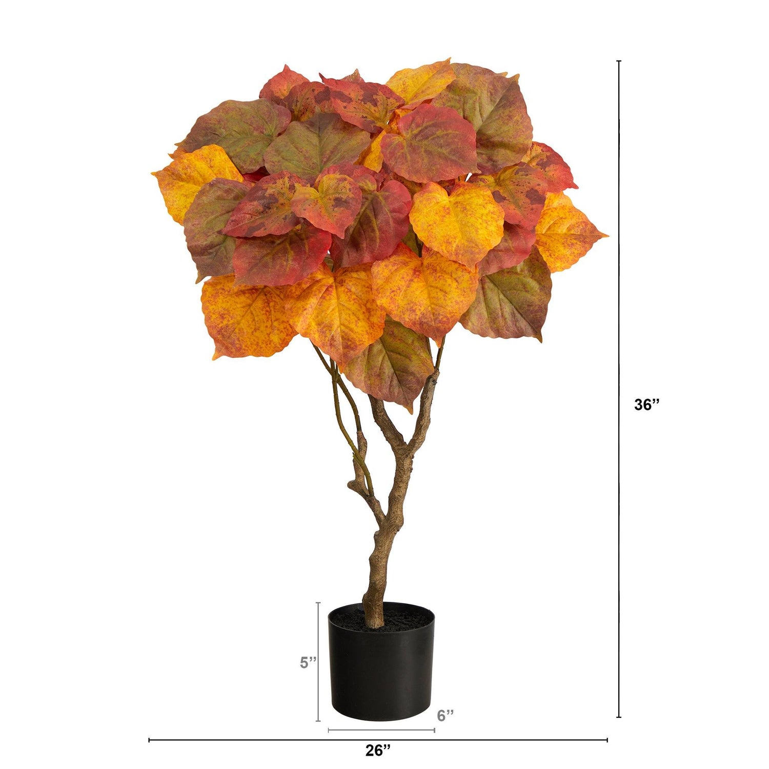 3’ Autumn Umbrella Ficus Tree