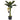 3’ Banana Tree