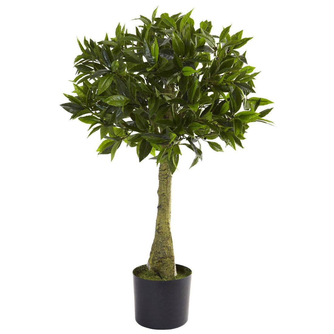 bay plants in pots 3' Bay Leaf Topiary UV Resistant (Indoor/Outdoor)