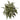 30” Aglonema Artificial Plant (Set of 3)