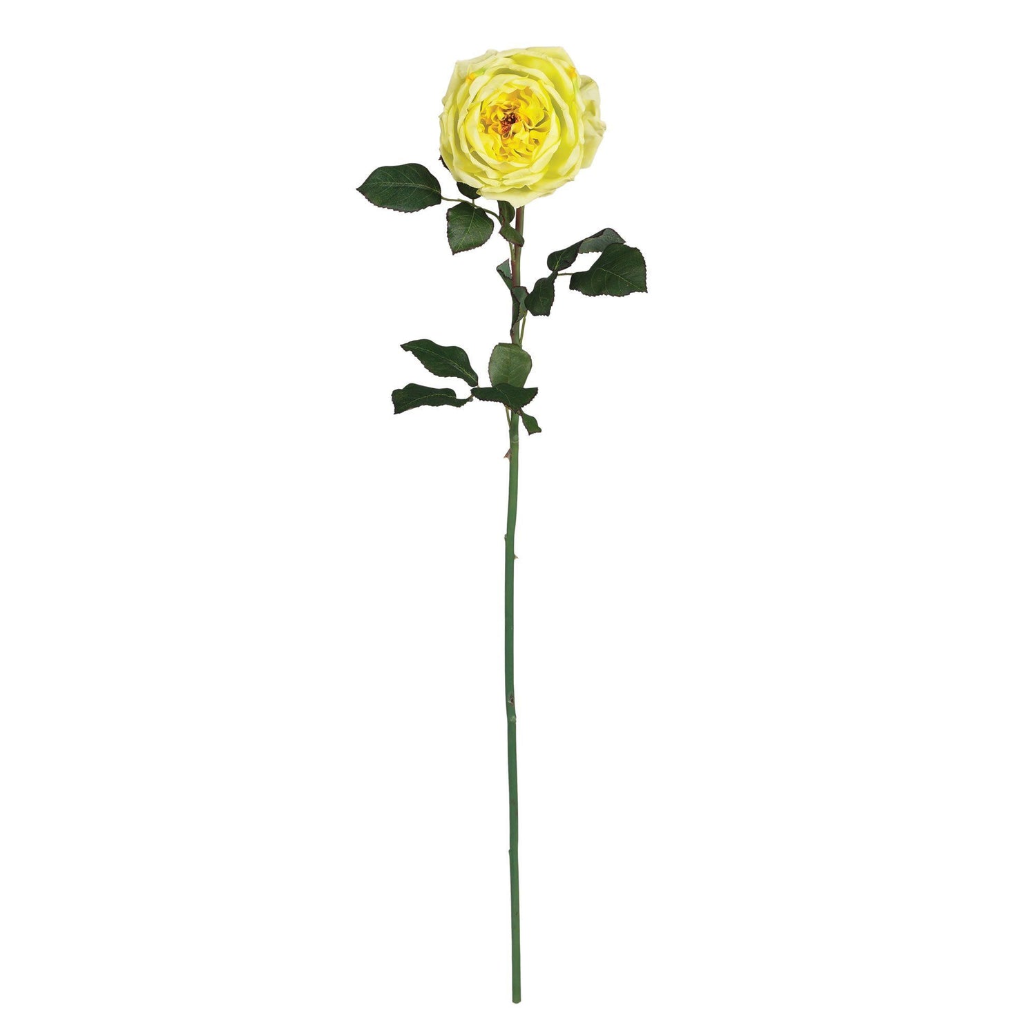 31" Large Rose Stem (Set of 12)"