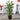 4’ Bamboo Tree in Coiled Rope Planter