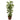 4’ Bamboo Tree in Coiled Rope Planter