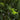 4' Double Ball Cypress Topiary UV Resistant (Indoor/Outdoor)