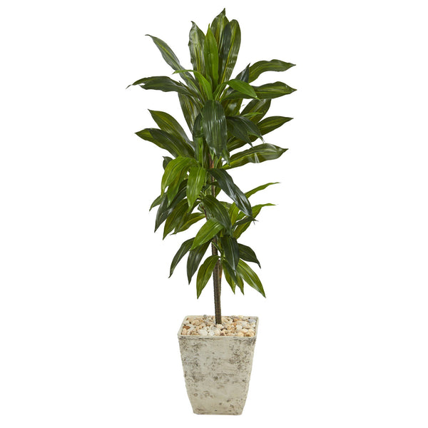 4’ Dracaena Artificial Plant in Country White Planter (Real Touch)