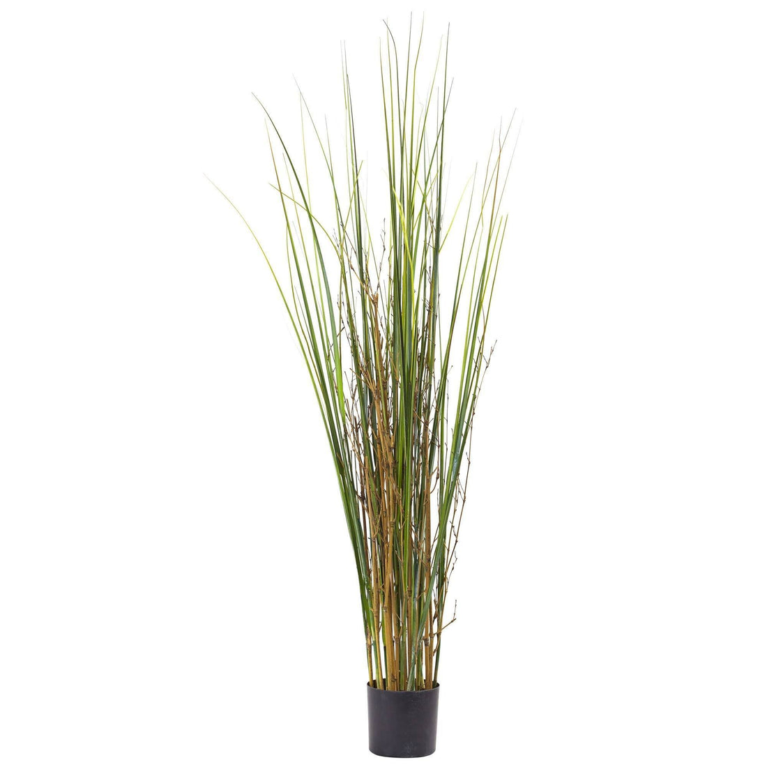 bamboo grass indoor plant 4' Grass & Bamboo Plant