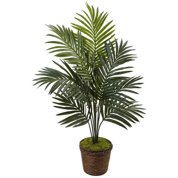 4’ Kentia Palm Tree in Coiled Rope Planter