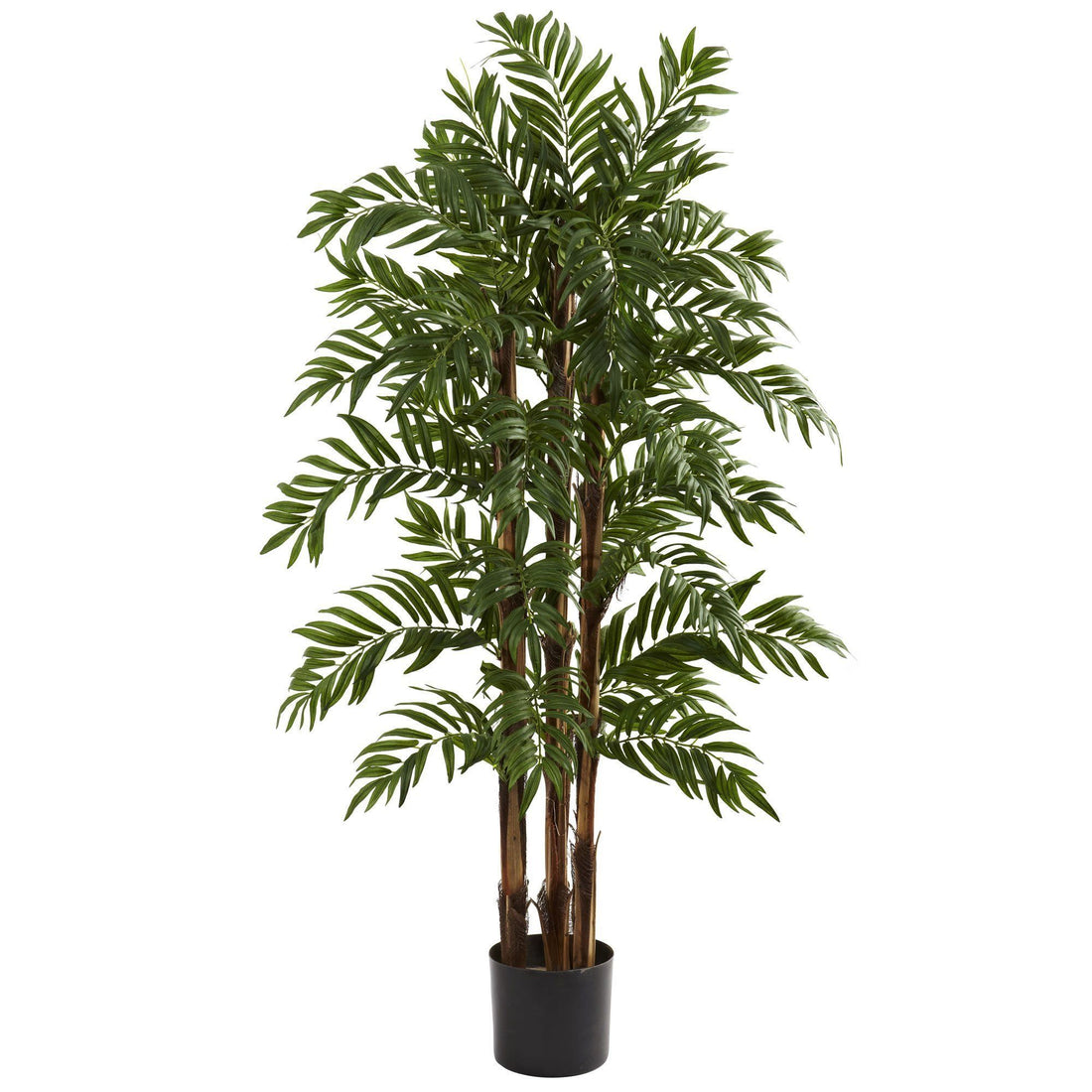 palm parlour plant 4' Parlour Palm Tree