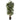 4’ Raphis Palm Tree