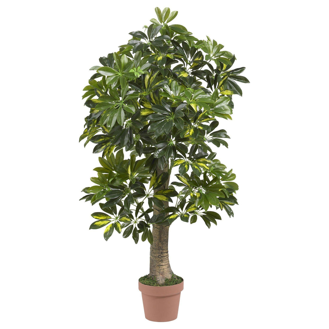 dracaena ficus schefflera 4' Schefflera Silk Tree (Real Touch)