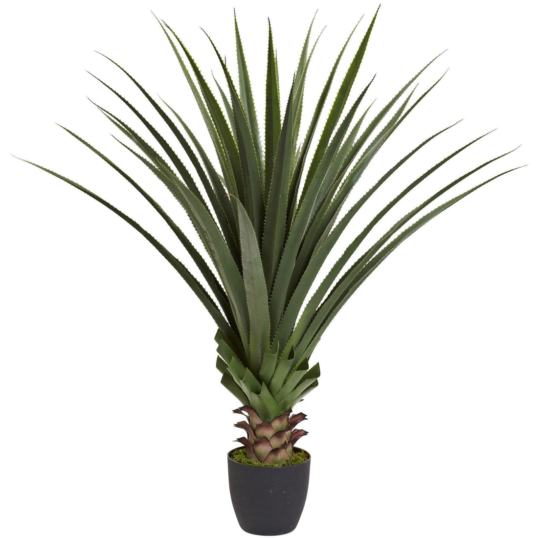 4 Spiked Agave Plant