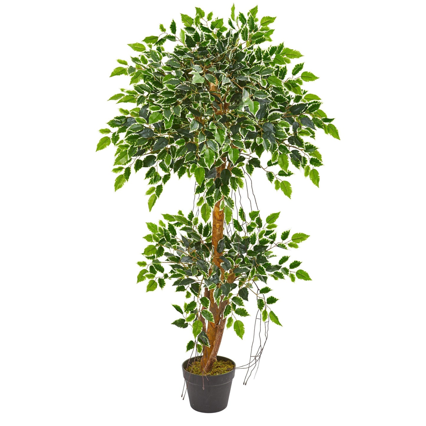4’ Variegated Ficus Artificial Tree Nearly Natural