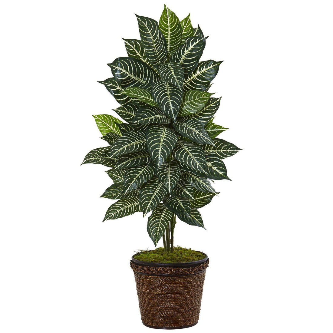 zebra hanging plant 4' Zebra Plant in Coiled Rope Planter