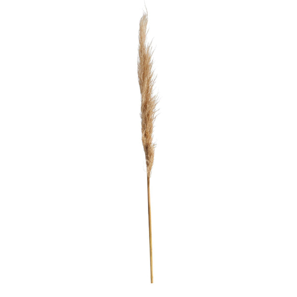 40” Dried Natural Pampass Grass Bundle (Set of 2)