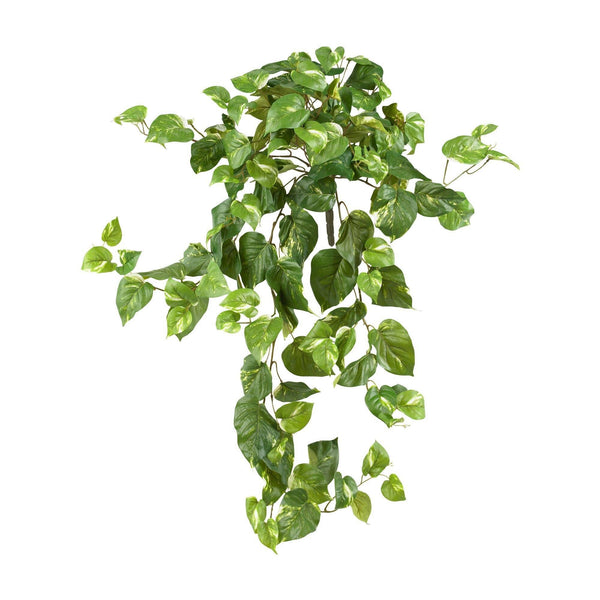 40” Pothos Hanging Bush (Set of 3)