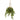 40” Variegated Holly with Berries Artificial Plant in Hanging Basket (Real Touch)