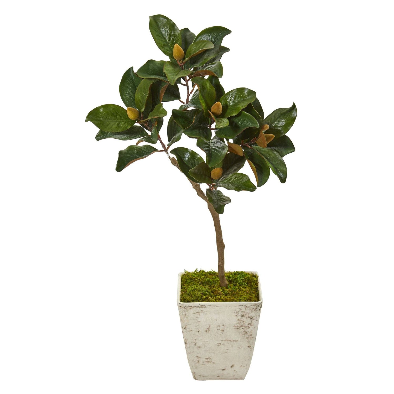 42” Magnolia Leaf Artificial Tree in Country White Planter
