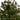 44” Colorado Mountain Pine Artificial Christmas Tree with 50 Clear Lights. 171 Bendable Branches, and Pine Cones in Planter