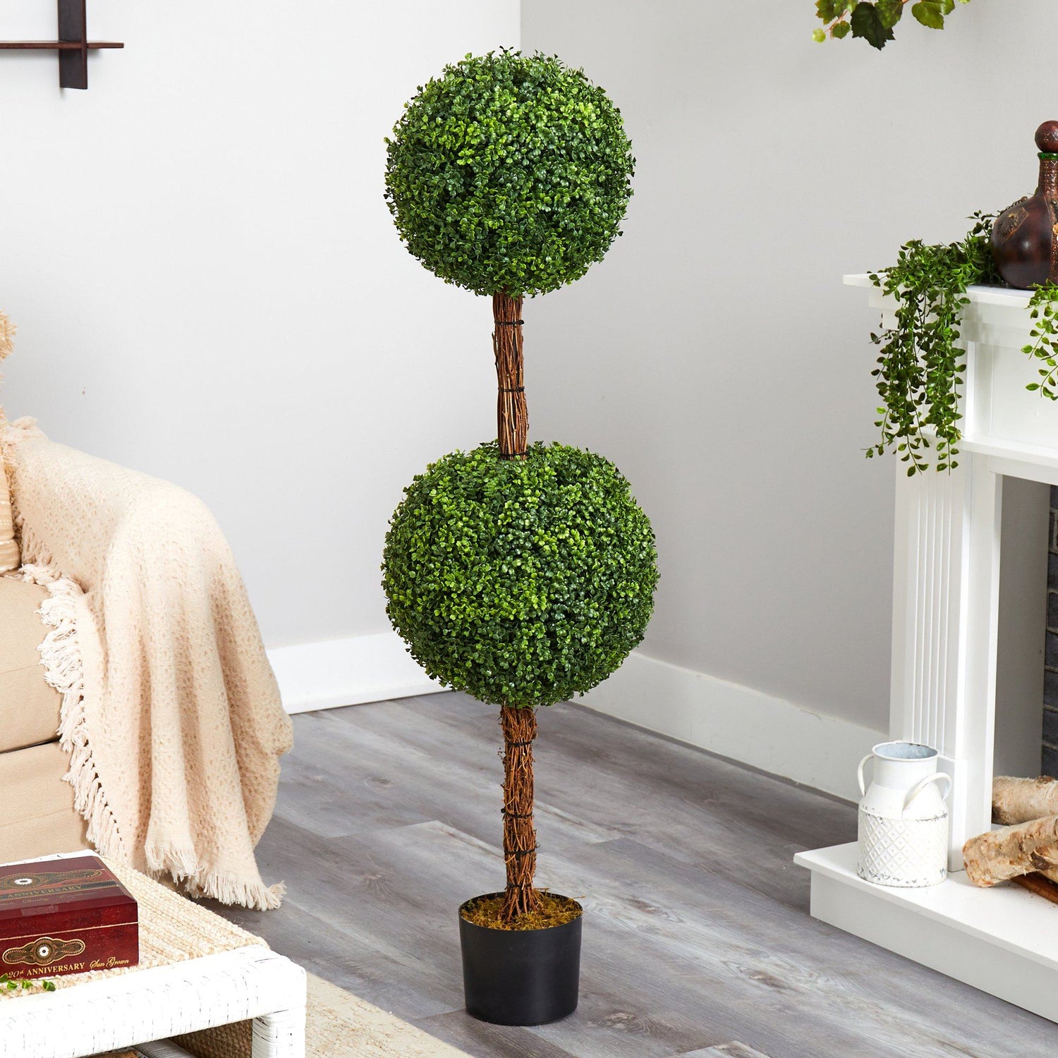 live boxwood topiary