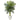4.5’ Golden Cane Palm Tree in White Oval Planter