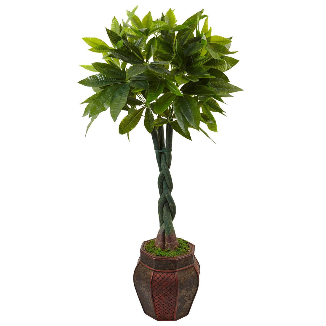 money tree near me open now 4.5’ Money Tree in Planter