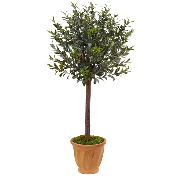 4.5’ Olive Tree in Terracotta Planter