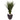4.5’ Spiked Agave in Black Planter (Indoor/Outdoor)